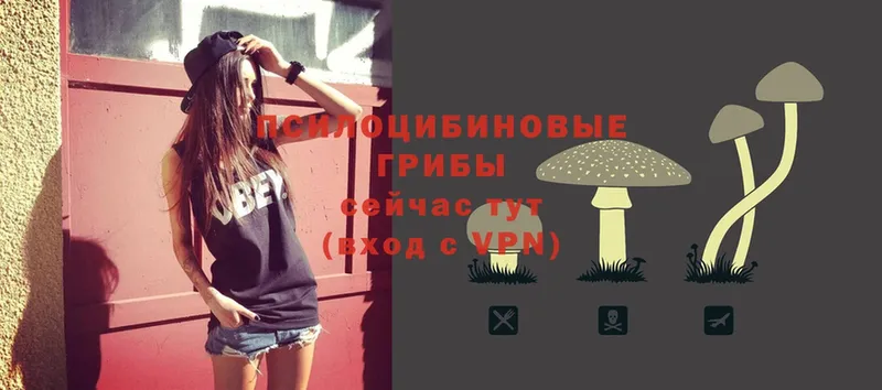 площадка наркотические препараты  Богородск  Псилоцибиновые грибы Psilocybine cubensis  купить наркотик 