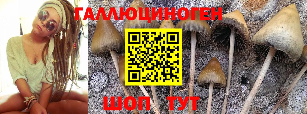 сколько стоит  Галлюциногенные грибы Psilocybe  Богородск  Галлюциногенные грибы мицелий 